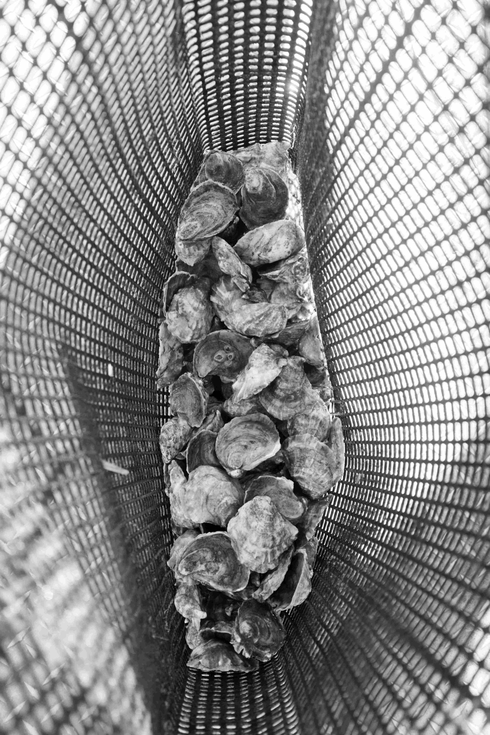 Southern oysters in a bag