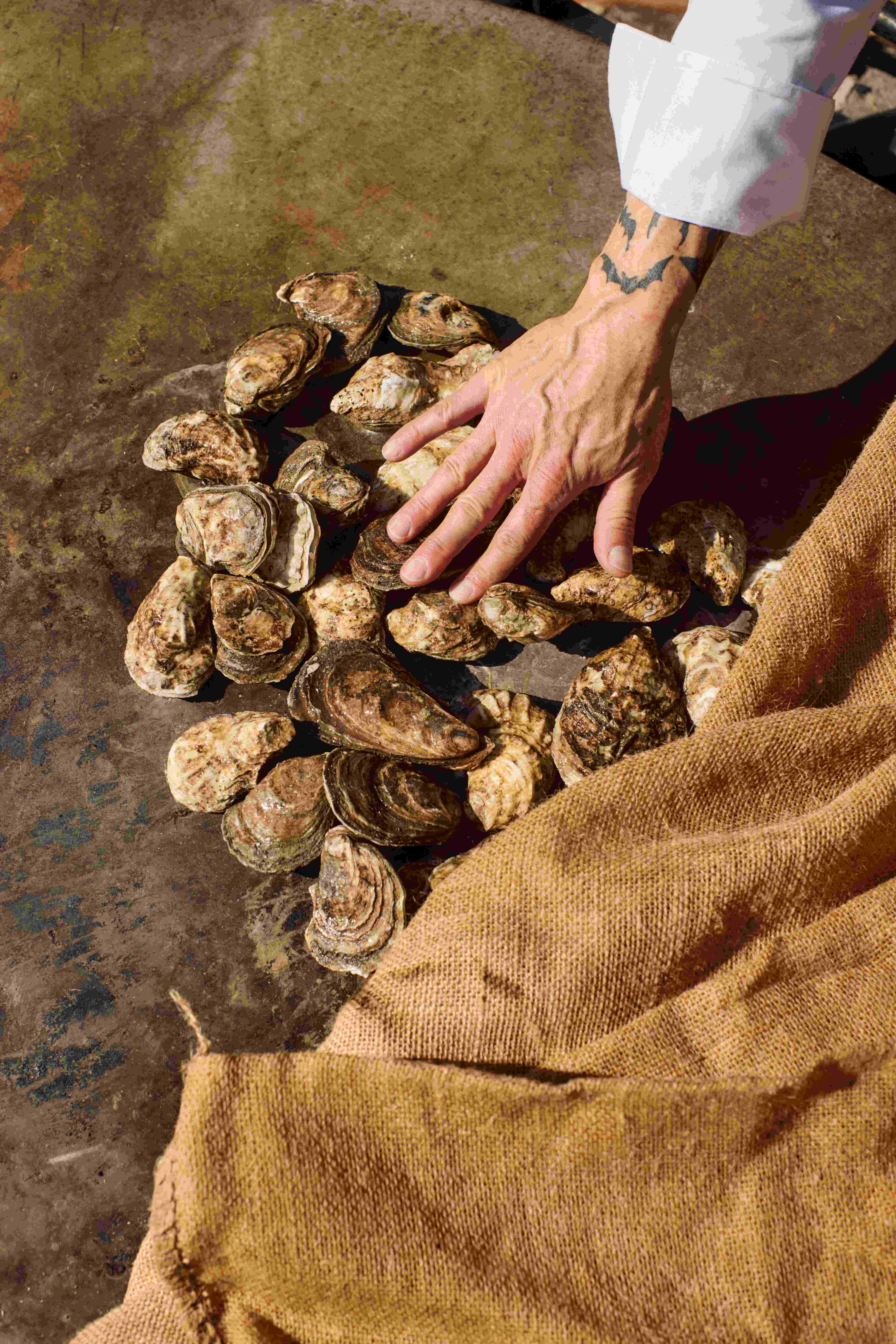 A person cleaning oysters
